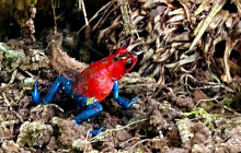 Blue River Resort & Hot Springs7