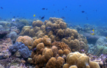 Simba Sea Trips Co. Ltd2