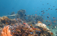 Simba Sea Trips Co. Ltd3