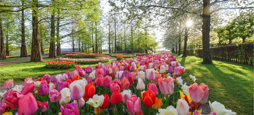 Keukenhof Transfer plus Full Day Entrance Keukenhof