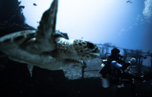 The Dive Machine16