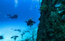 The Dive Machine17