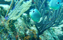 The Dive Machine18