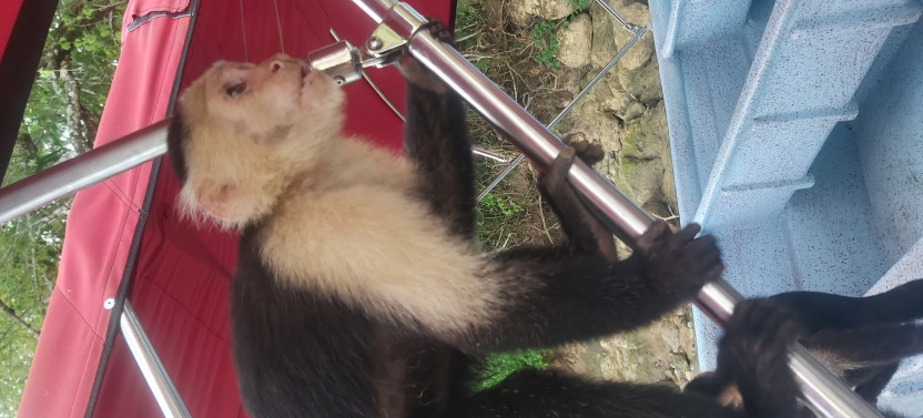 Gatún Lake Sightseeing and Monkey Tour