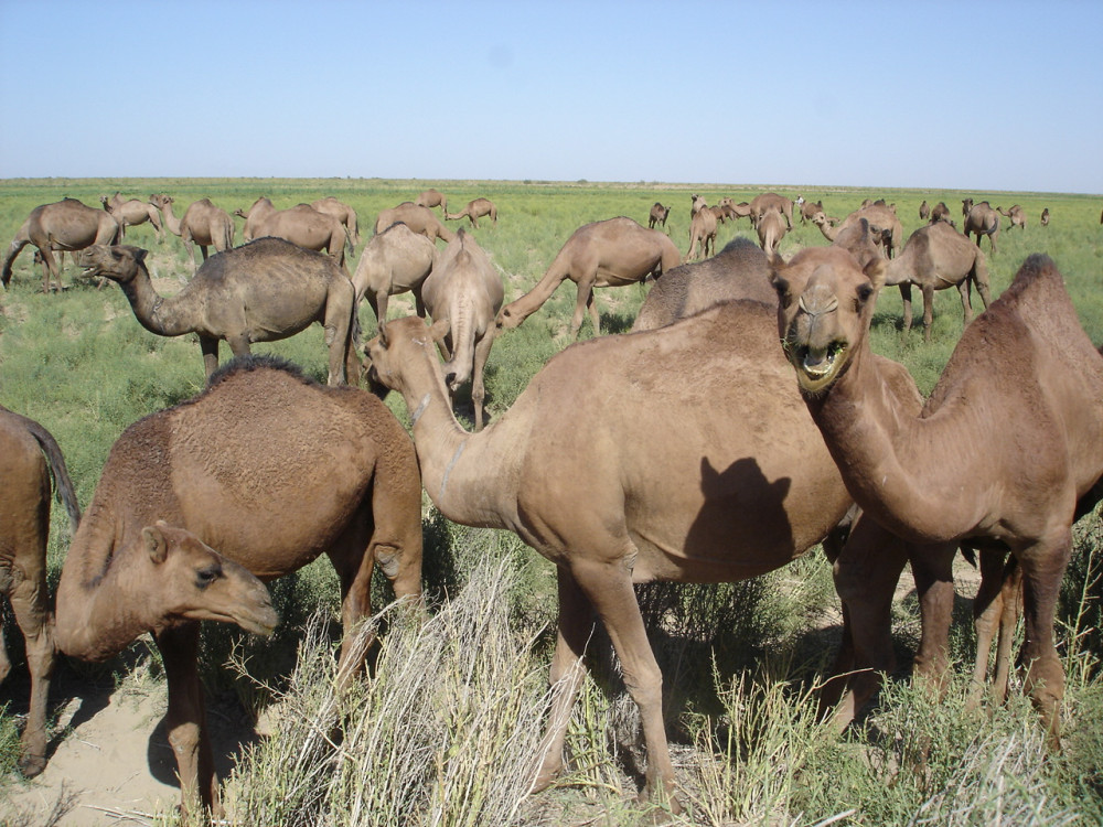 8-Day Turkmenistan Desert Tour