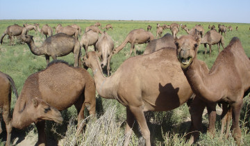 A picture of 8-Day Turkmenistan Desert Tour