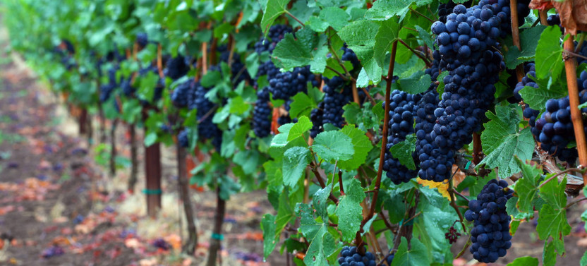 Willamette Valley: Private Trip from Portland w/ Wine Tastings & Lunch