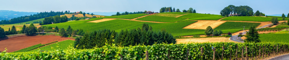 Willamette Valley: Private Trip from Portland w/ Wine Tastings & Lunch