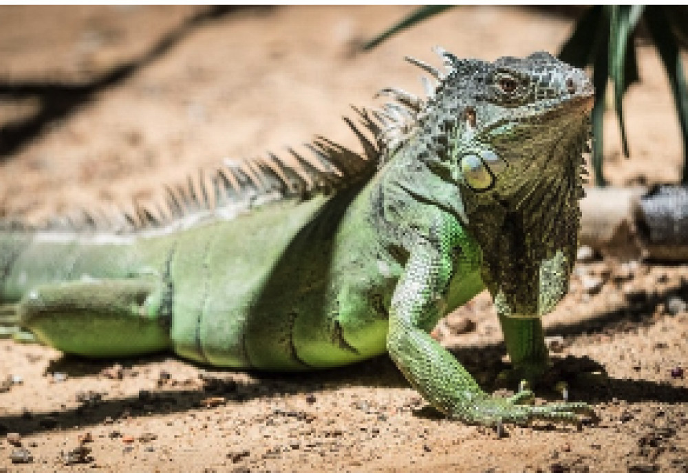 Red Rose Transportation & Tours BV