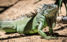 Red Rose Transportation & Tours BV20