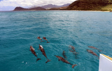 Ocean Joy Cruises4