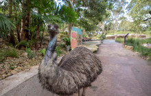Taronga Zoo Sydney3