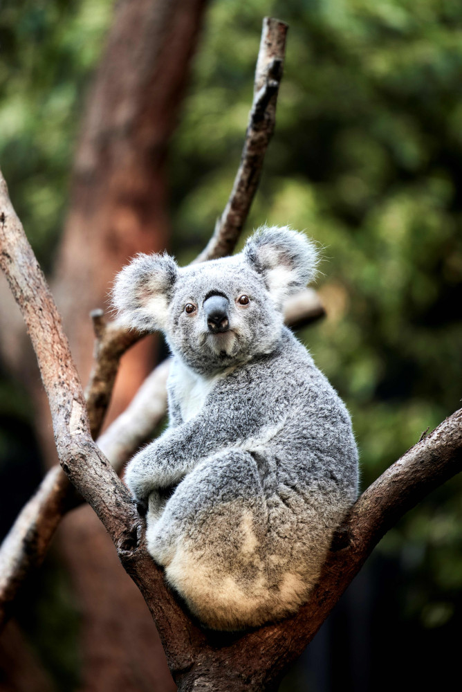 Taronga Zoo Sydney Wild Australia Experience