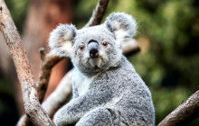 Taronga Zoo Sydney1