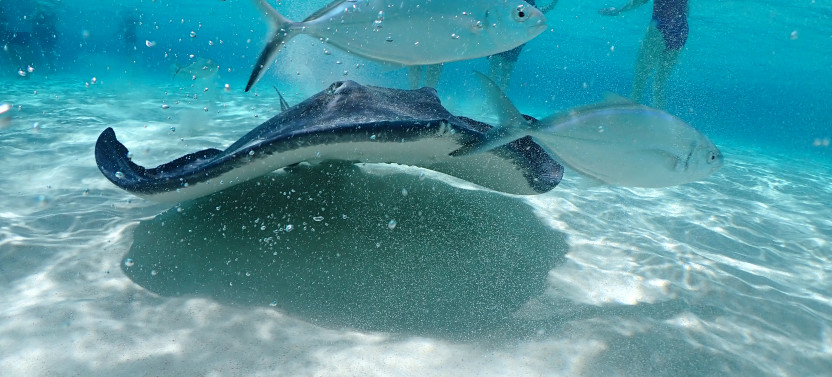 Stingray City, Coral Garden & Starfish Snorkel