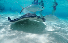 Stingray City4