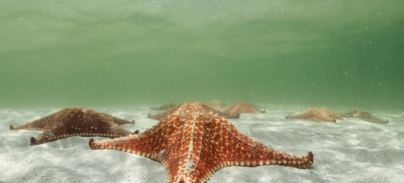 Stingray City, Coral Garden & Starfish Snorkel