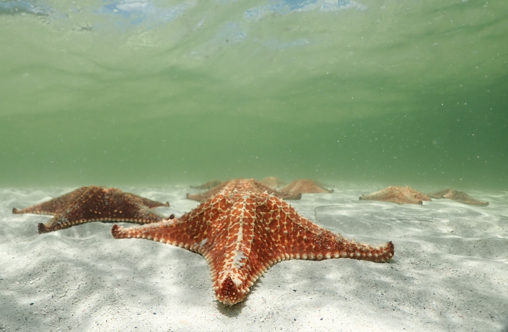 Stingray City