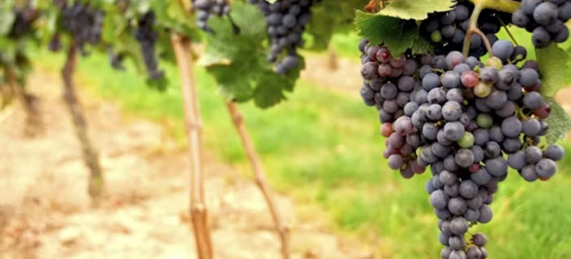 From San Francisco: Half-Day or Full-Day Wine Country Tour with Tastings