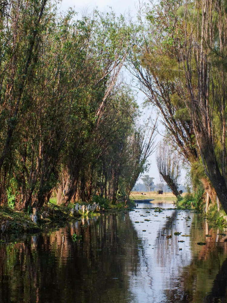 Temazcal in Mexico City: Private Wellness and Cultural Tour in Xochimilco