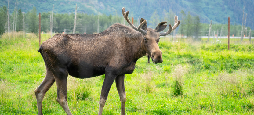 Private Turnagain Arm Wildlife Tour