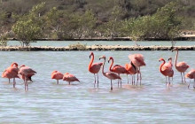 Irie Tours Boat Trips33