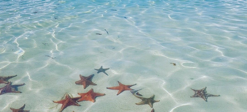 Starfish Point Tour In Grand Cayman
