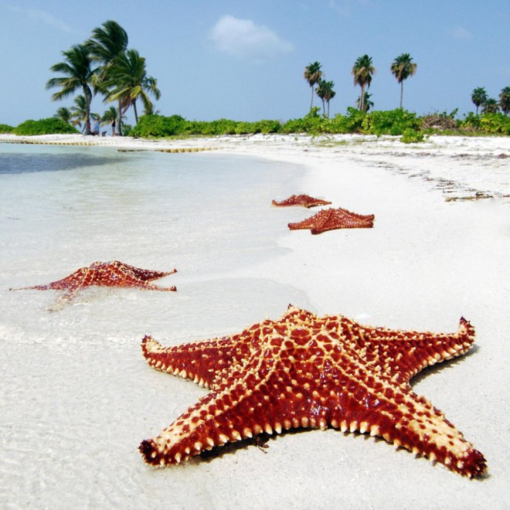 Starfish Point Tour In Grand Cayman