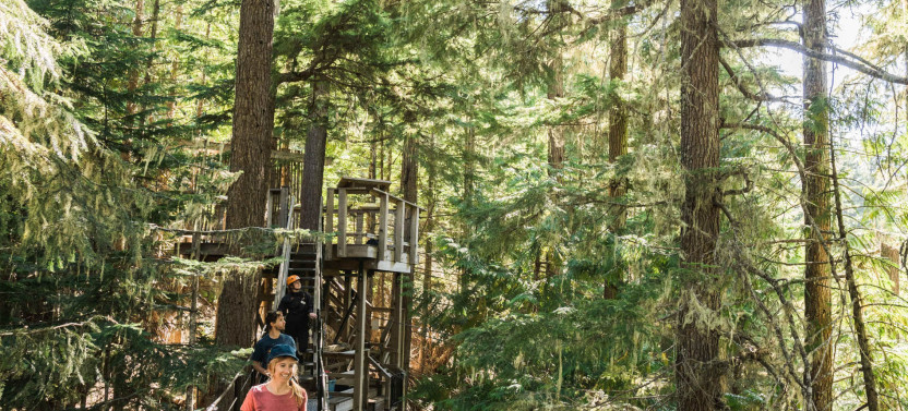 TreeTrek Canopy Tour