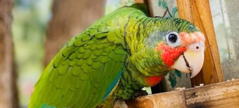 The Cayman Parrot Sanctuary