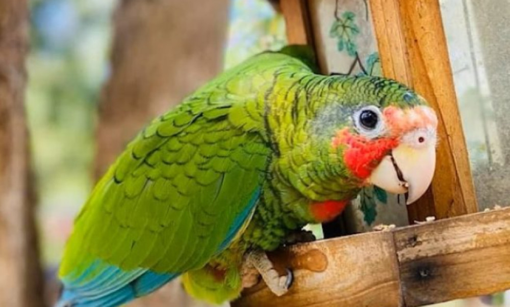 The Cayman Parrot Sanctuary