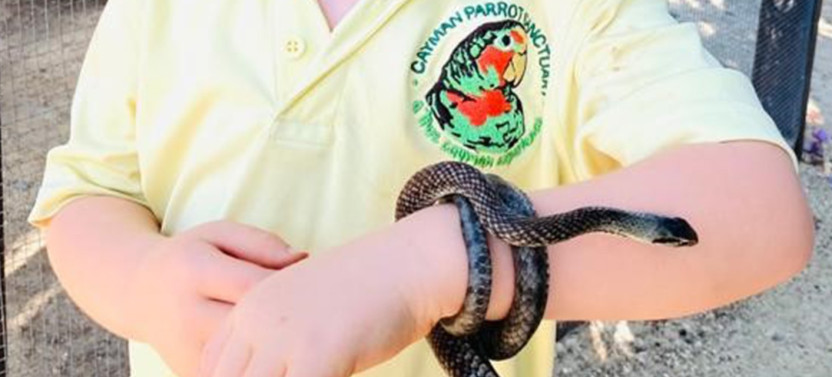 The Cayman Parrot Sanctuary