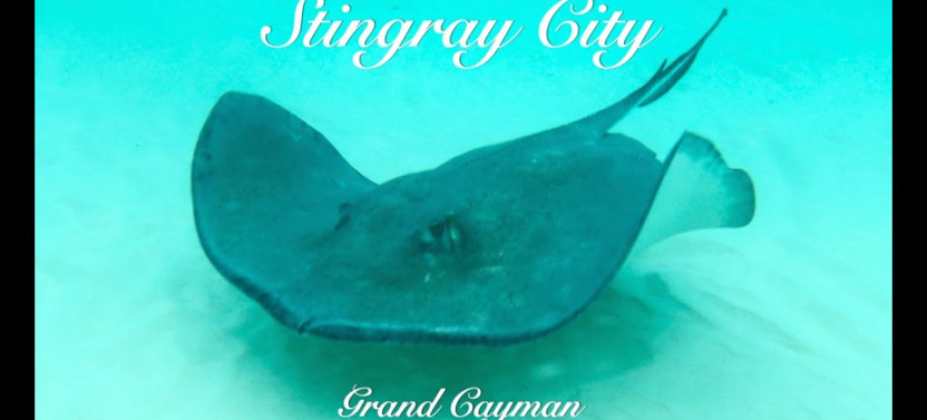 3 Stop Stingray City, Starfish Point + Coral Garden Tour