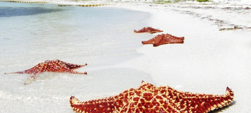 3 Stop Stingray City, Starfish Point + Coral Garden Tour