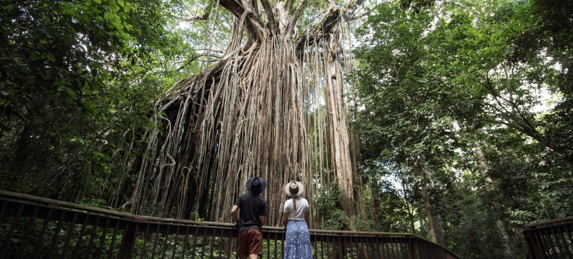 9 Day Daintree, Whitsundays & Great Barrier Reef (Twin Share)