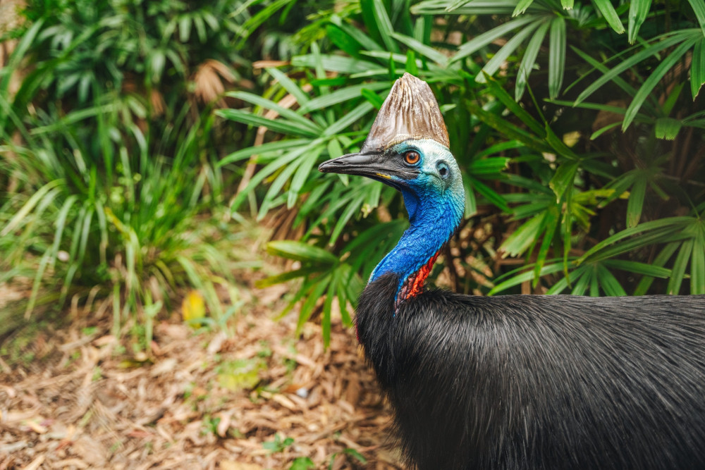 Autopia Tours (Victoria/New South Wales/Queensland)