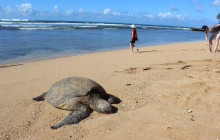 Hawaii Turtle Tours3