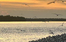 Florida Island Tours Co15