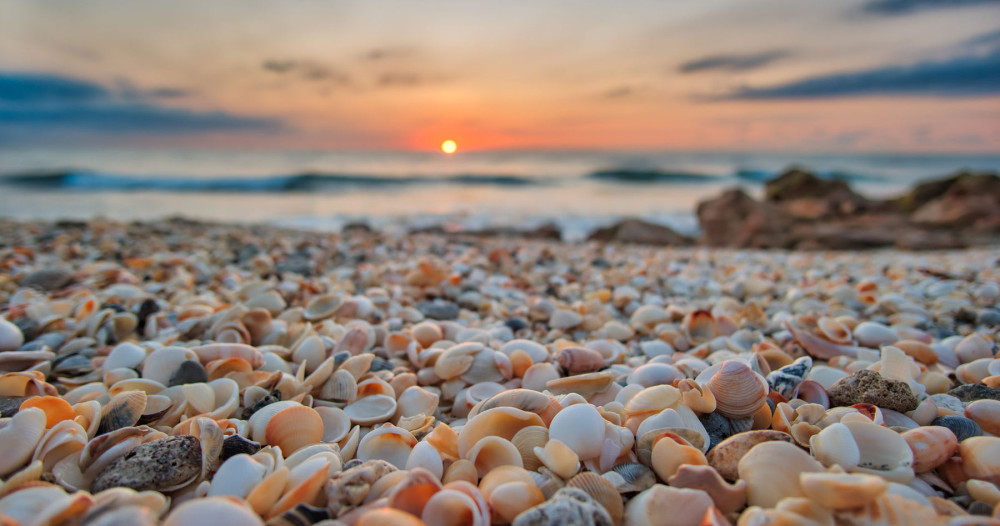 Private or Group: Half-Day Super Shelling Tour