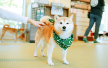 Tuyi Group Japan Co., Ltd.11