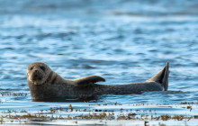 Your Friend in Reykjavik4