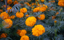 Paraiso Huatulco DMC36