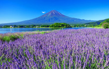 Tuyi Group Japan Co., Ltd.10