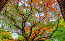 Tuyi Group Japan Co., Ltd.11