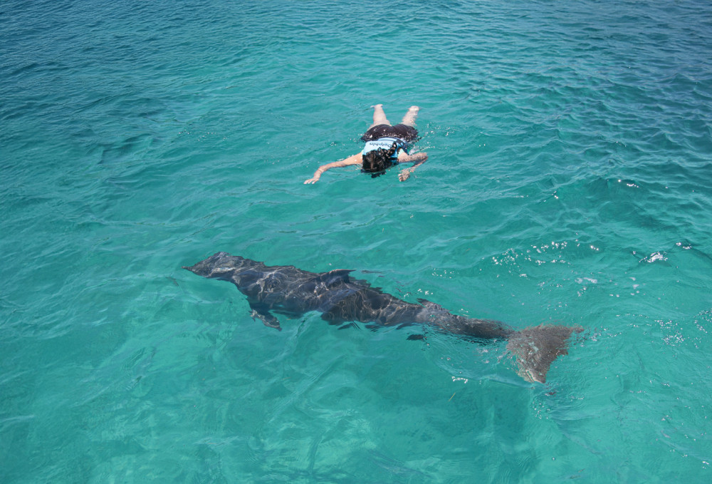 Dolphin Royal Connection: Tulum Akumal