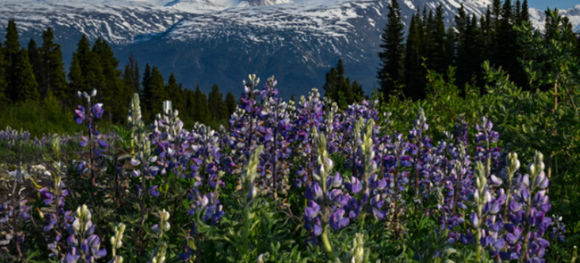 Skagway's Hidden Gem