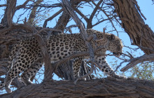 Kalahari Safaris - Desert Explorers - South Africa2