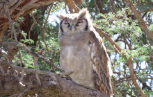 Kalahari Safaris - Desert Explorers - South Africa3