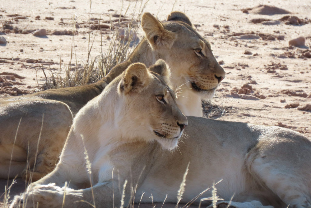 3 Day - Kgalagadi Transfrontier Park - Kalahari Desert