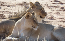 Kalahari Safaris - Desert Explorers - South Africa1